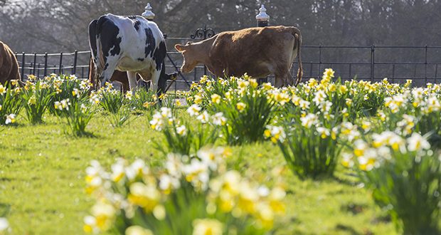 Daffodils at National trust Felbrigg Hall in Norfolk.