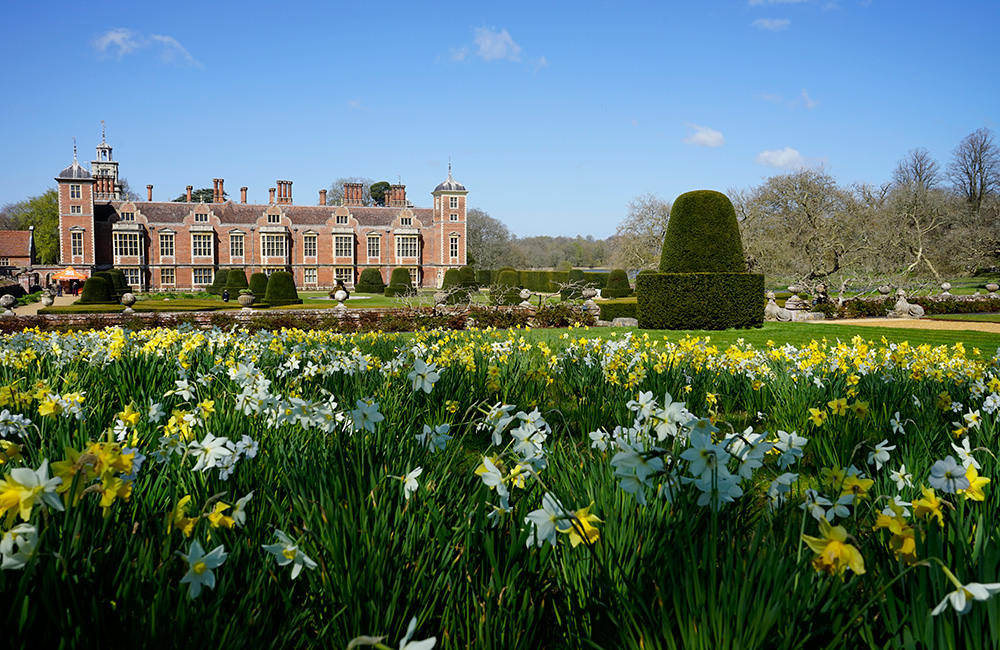 Dazzling displays of daffodils in the gardens at National Trust Blickling Estate Norfolk.