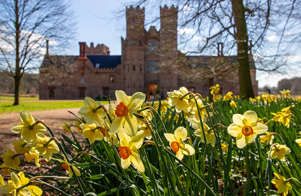 Daffodils at National Trust Oxburgh Hall in Norfolk.